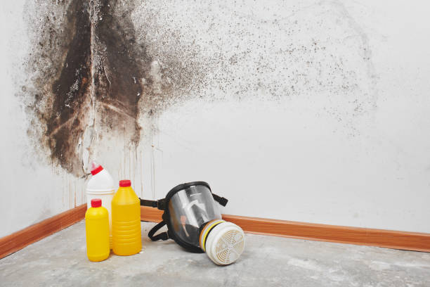 Best Fast Mold Removal  in Charlotte, TN