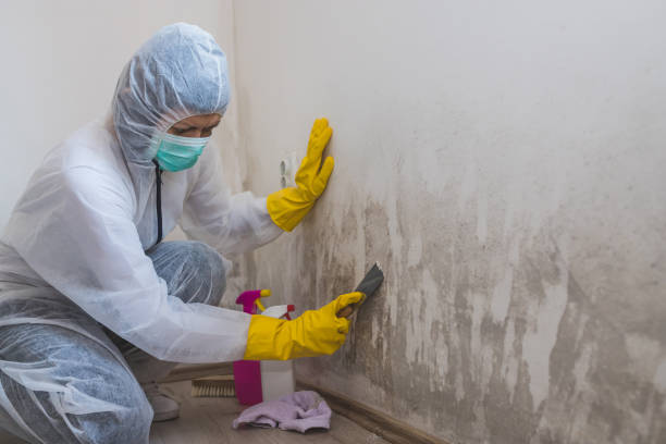 Best Fast Mold Removal  in Charlotte, TN