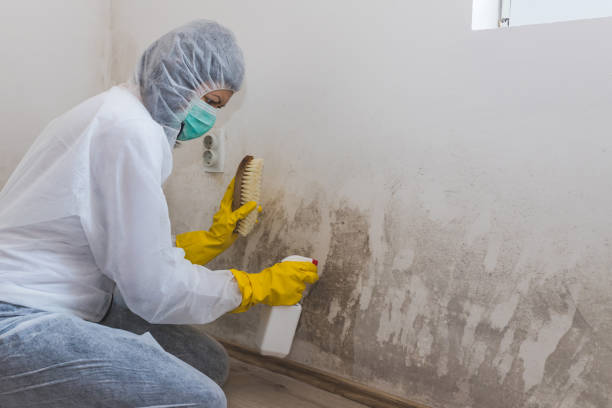Best Commercial Mold Removal  in Charlotte, TN