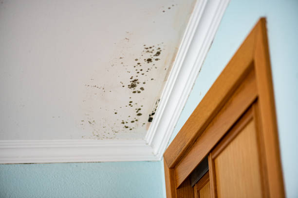 Best Mold Damage Repair  in Charlotte, TN