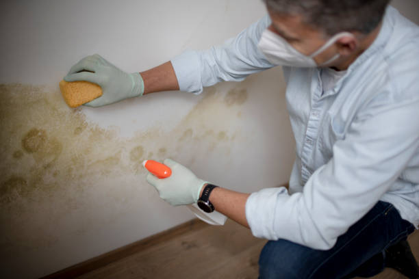 Best Affordable Mold Removal  in Charlotte, TN