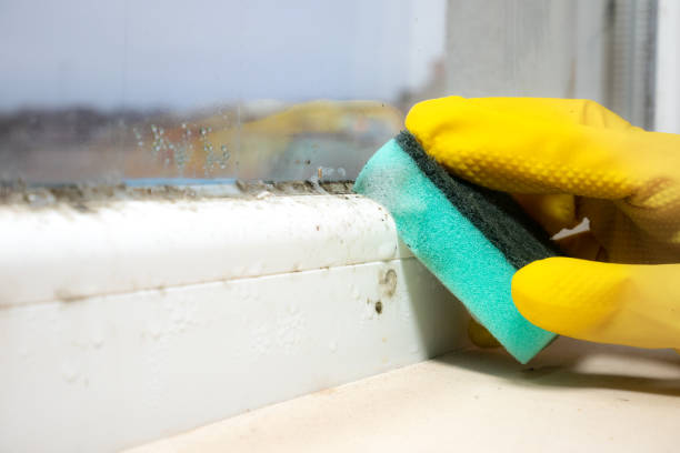 Best Residential Mold Removal  in Charlotte, TN
