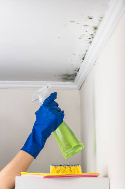 Best Mold Remediation  in Charlotte, TN